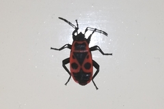 Pyrrhocoris apterus