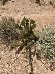 Opuntia confusa