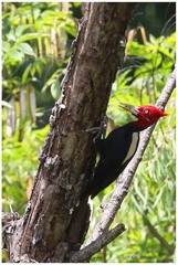 Campephilus leucopogon