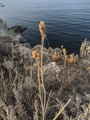 Allium flavum tauricum