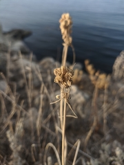 Allium flavum tauricum
