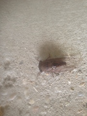 Megatibicen resonans