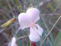 Tephrosia onobrychoides
