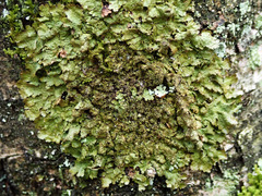 Melanelixia glabratula