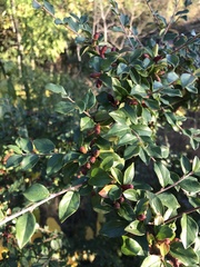 Cotoneaster divaricatus