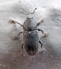 Mecinus pyraster