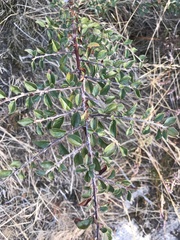 Cotoneaster divaricatus