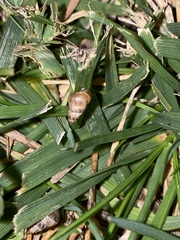 Cochlicella