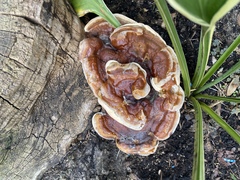 Ganoderma sessile
