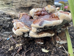 Ganoderma sessile