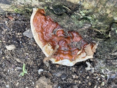 Ganoderma sessile