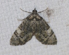 Heterochasta lasioplaca