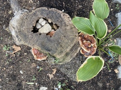 Ganoderma sessile