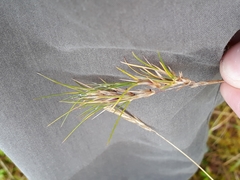 Festuca vivipara