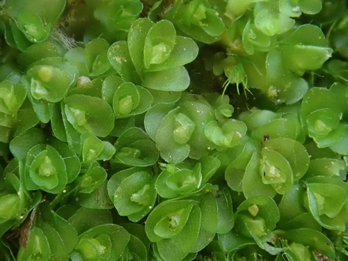 Solenostomataceae