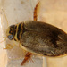 Mottled Diving Beetle - Photo (c) 106584015630019574849, some rights reserved (CC BY-NC-SA), uploaded by 106584015630019574849