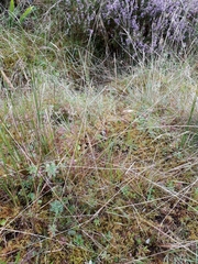 Festuca vivipara