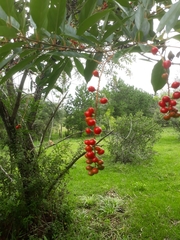 Citharexylum montevidense