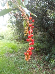 Citharexylum montevidense