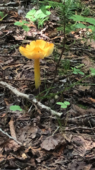 Hygrocybe
