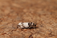 Epinotia thapsiana