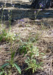 Penstemon gracilentus