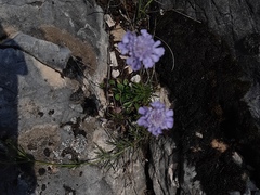 Scabiosa canescens