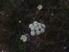 Seseli leucospermum