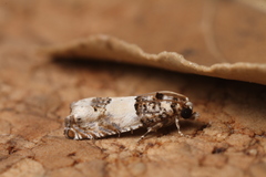 Epinotia thapsiana
