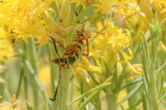 Stenostrophia tribalteata