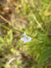 Campanula aparinoides