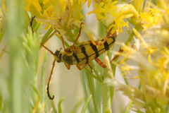 Stenostrophia tribalteata