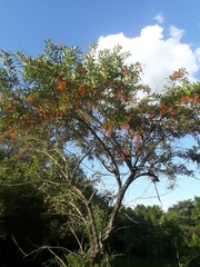 Citharexylum montevidense