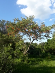 Citharexylum montevidense
