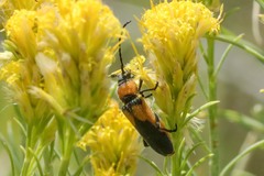 Crossidius coralinus