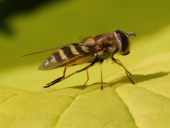 Syrphus ribesii