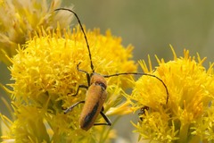 Crossidius coralinus
