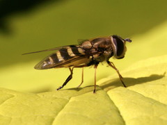 Syrphus ribesii