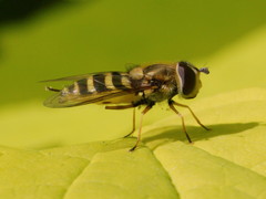 Syrphus ribesii