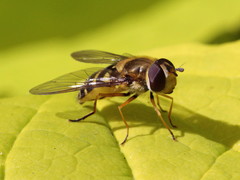Syrphus ribesii