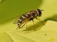 Syrphus ribesii