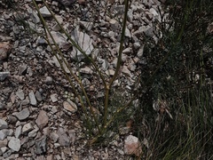 Seseli leucospermum