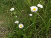Smooth Fleabane - Photo (c) Pat Deacon, some rights reserved (CC BY-NC), uploaded by Pat Deacon