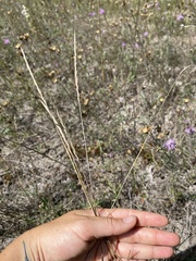 Elymus trachycaulus