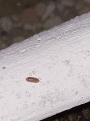 Armadillidium assimile