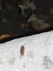Armadillidium assimile