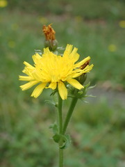 Picris hieracioides hieracioides