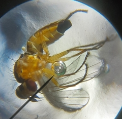 Opomyzoidea