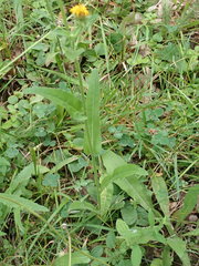 Picris hieracioides hieracioides