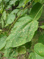 Alternaria catalpae